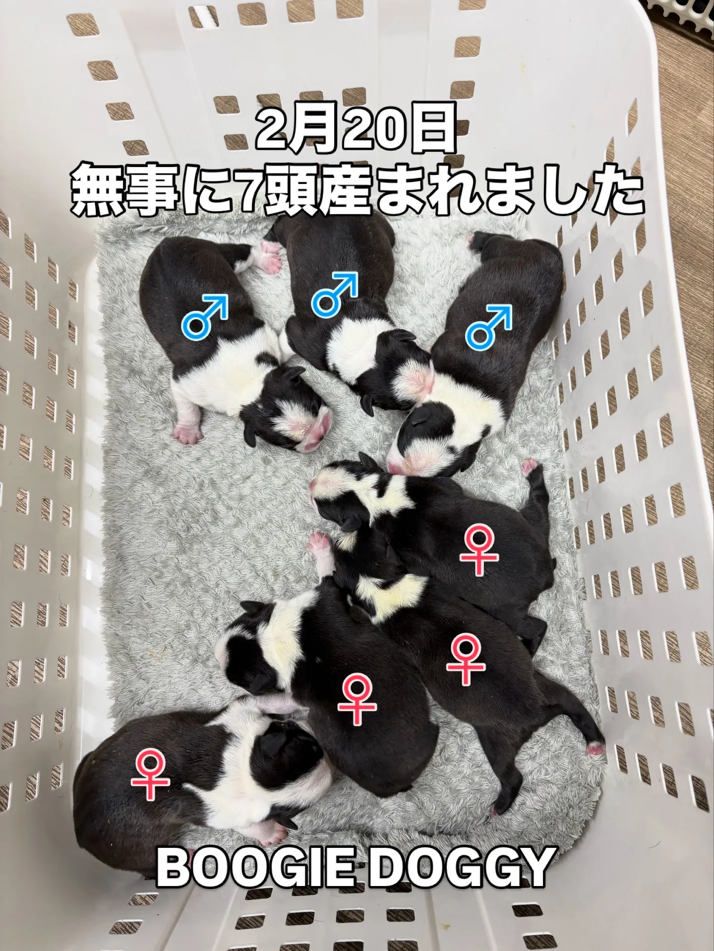 7頭みんな順調に育ってくれると良いな☺️