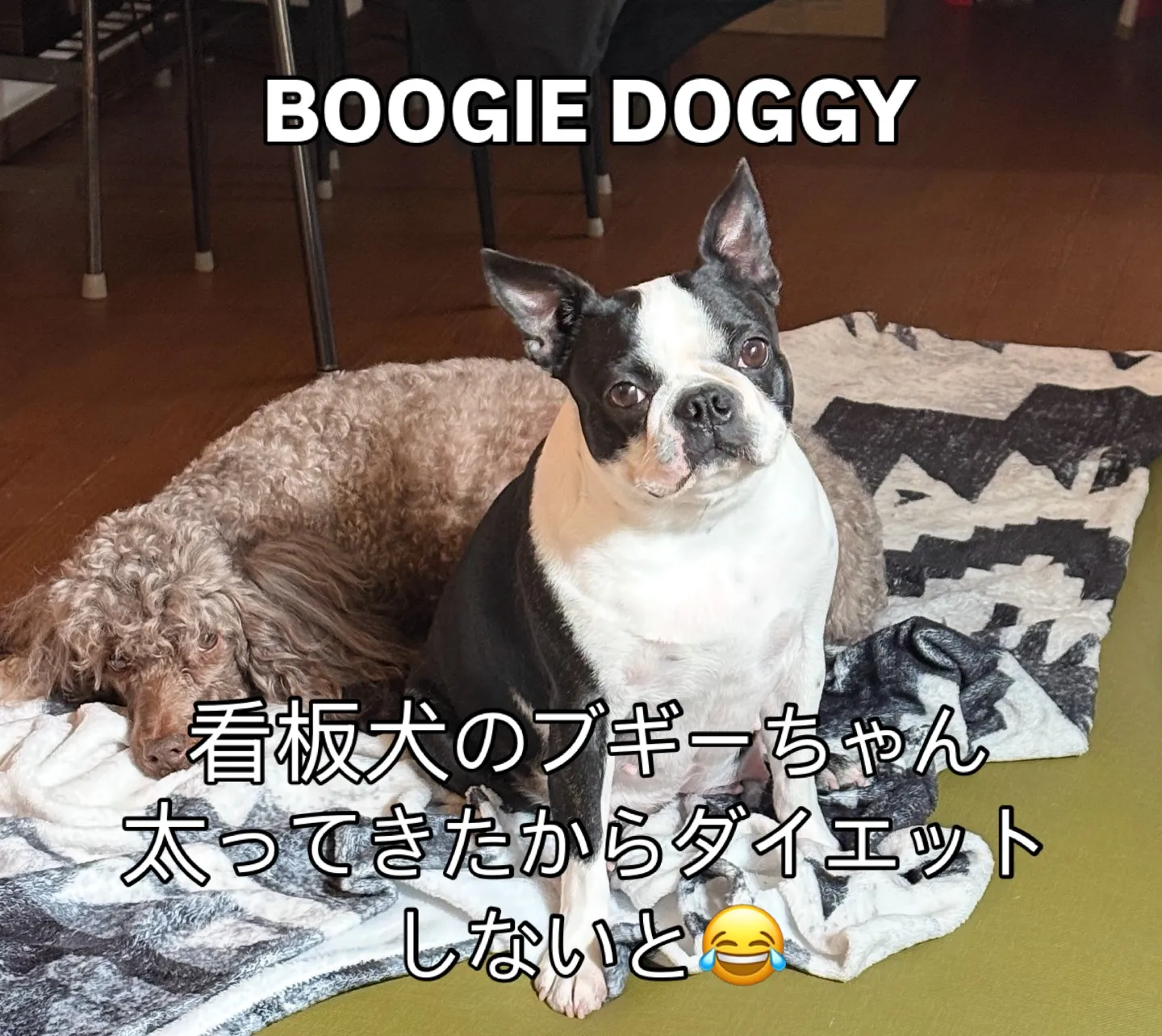 @boogie_doggy9944👈フォローして最新情報をG...