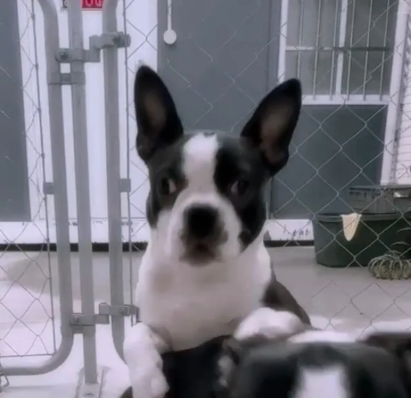 ボストンテリア【男の子】