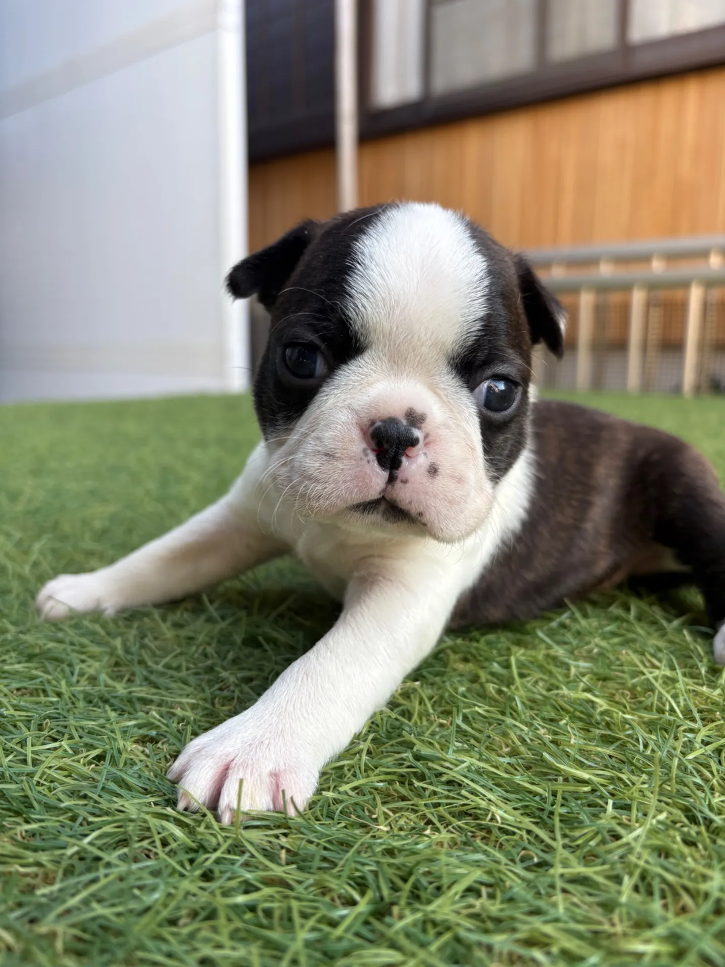 ボストンテリア【女の子】