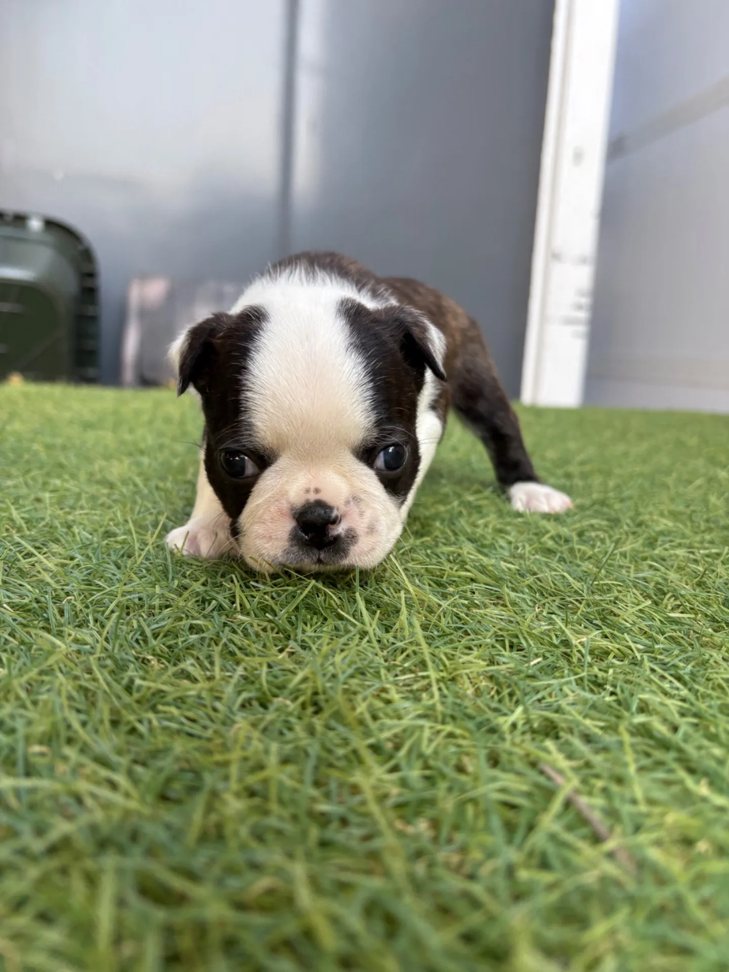 ボストンテリア【男の子】