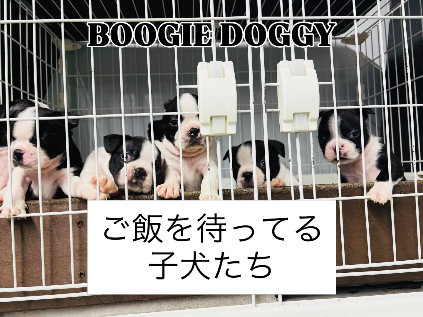 ご飯作ってる間みんな大騒ぎ‼️🤣