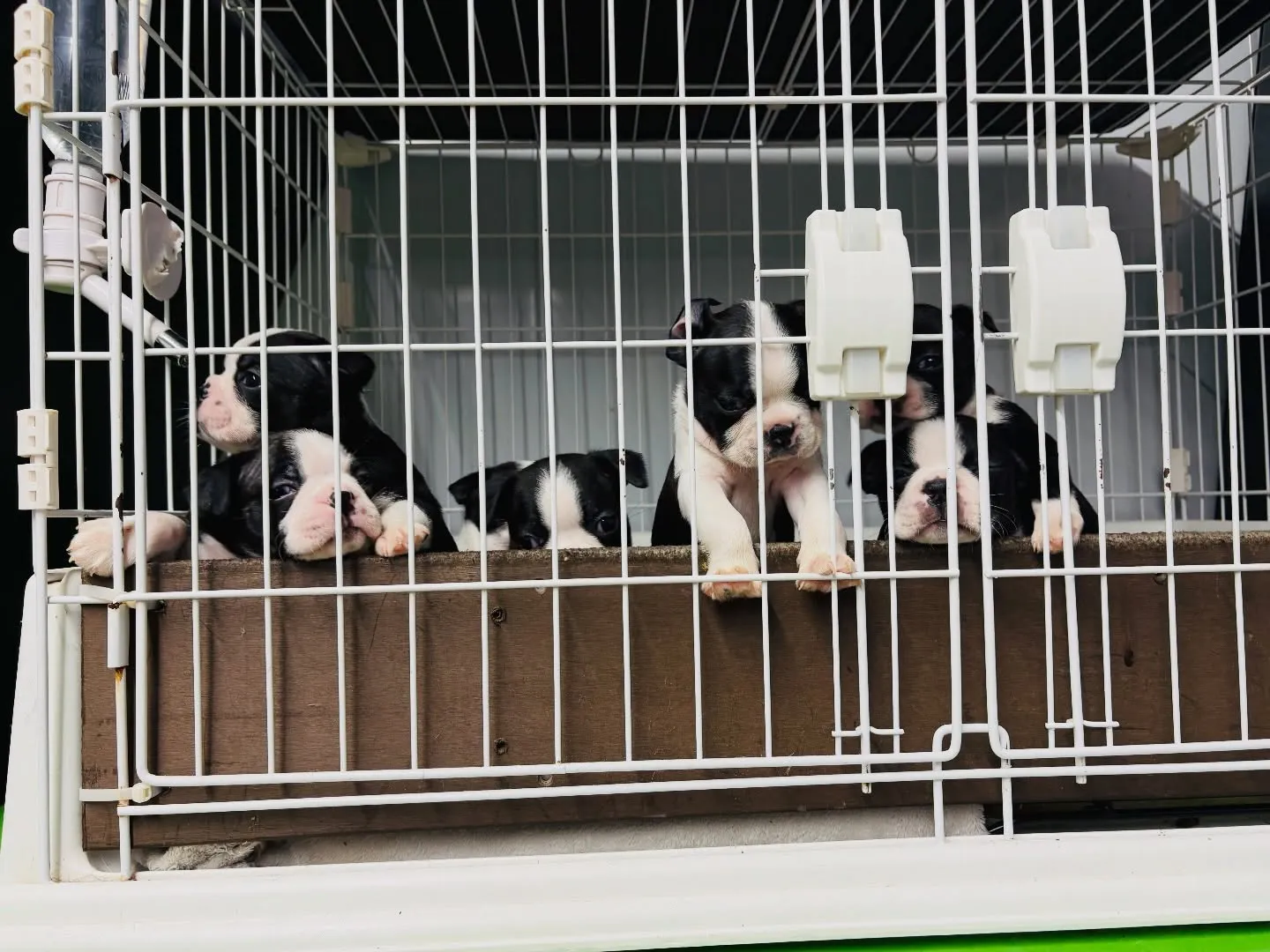 ご飯作ってる間みんな大騒ぎ‼️🤣