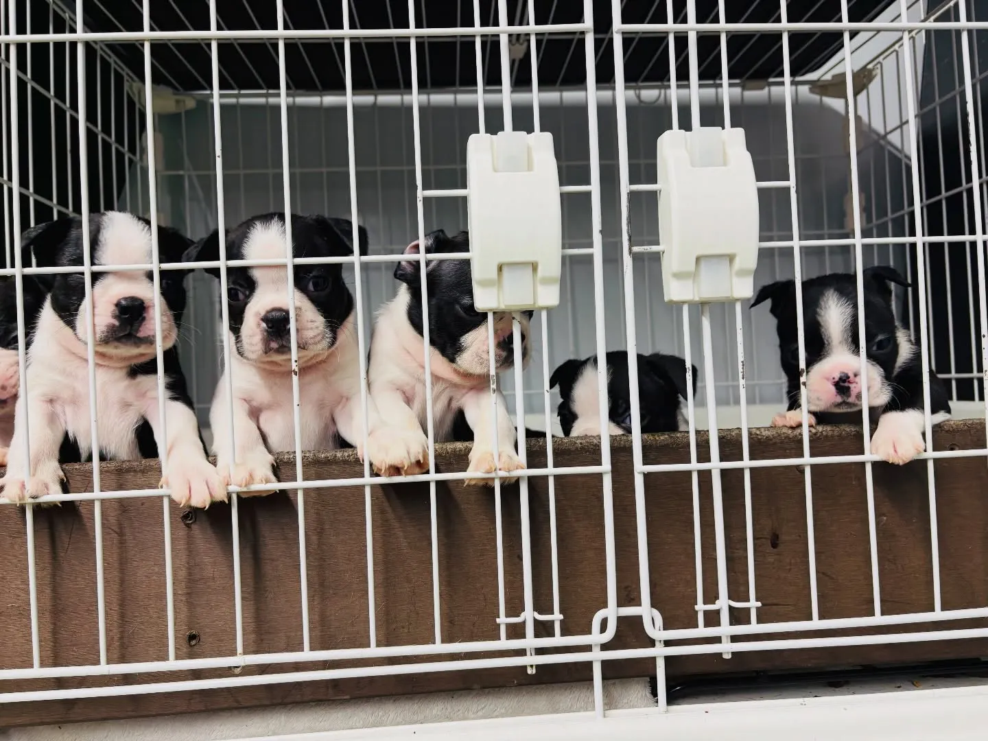 ご飯作ってる間みんな大騒ぎ‼️🤣