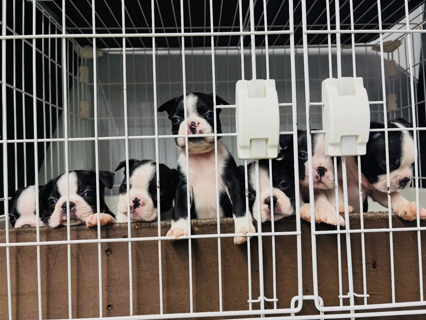 ご飯作ってる間みんな大騒ぎ‼️🤣