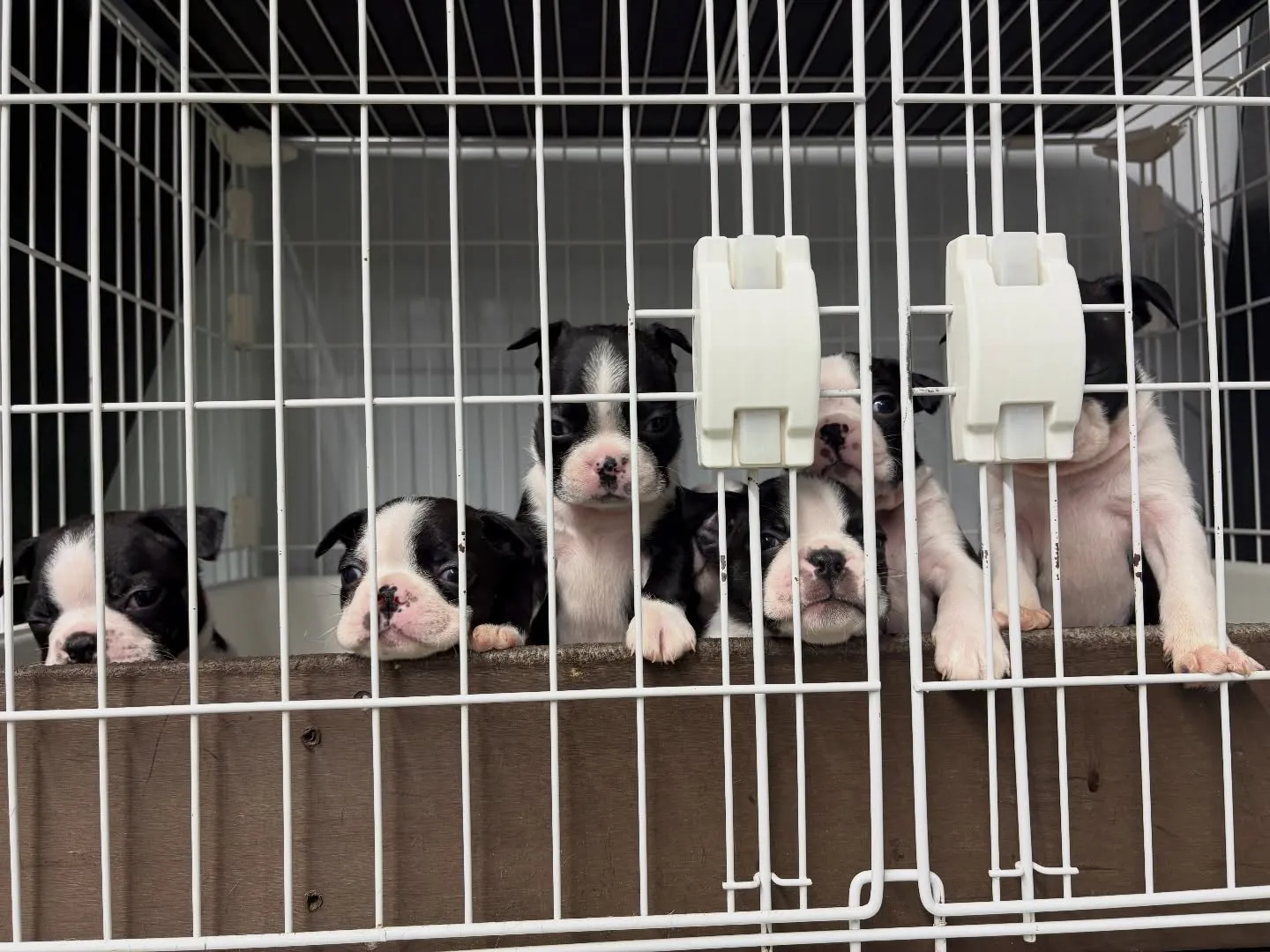 ご飯作ってる間みんな大騒ぎ‼️🤣