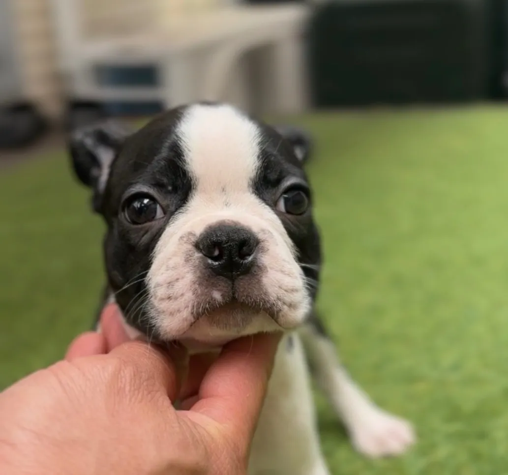 ボストンテリア【男の子】