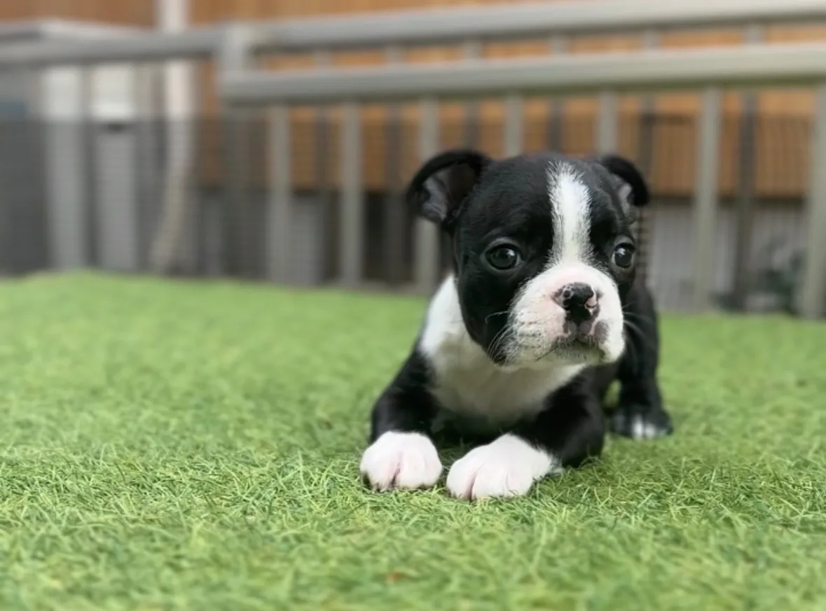 ボストンテリア【女の子】