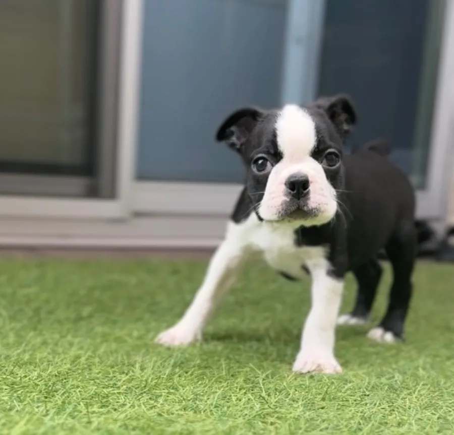 ボストンテリア【女の子】