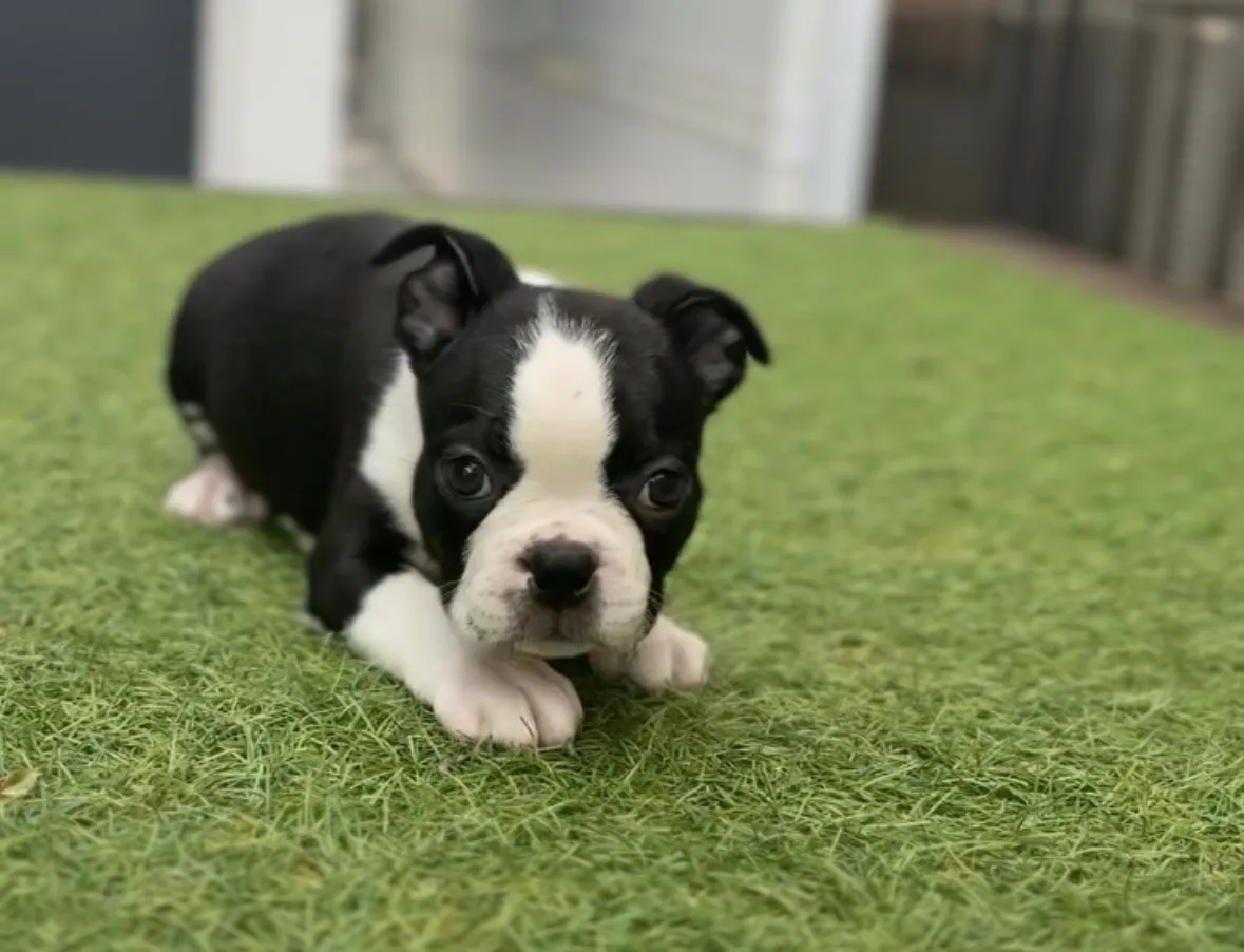 ボストンテリア【女の子】