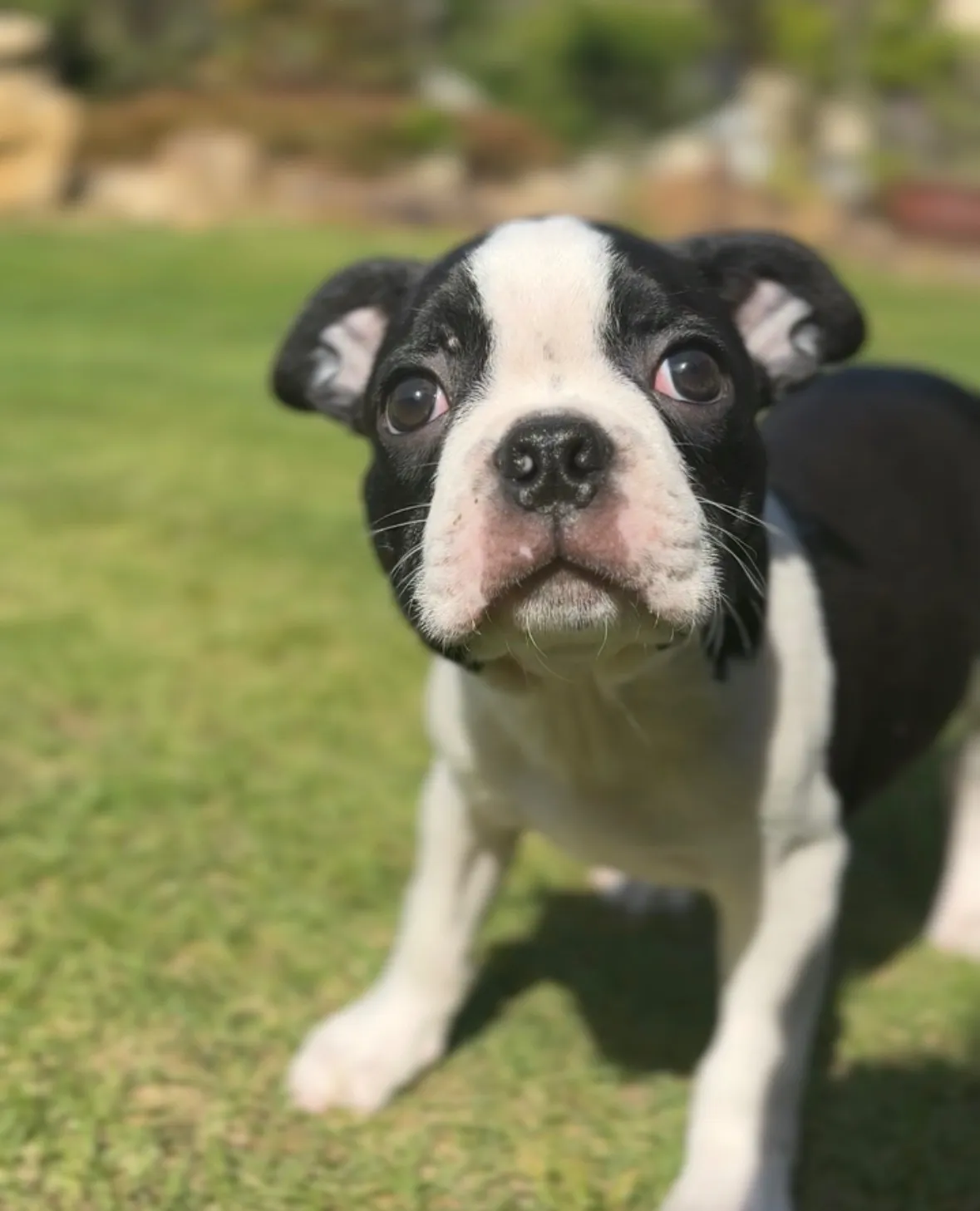 ボストンテリア【男の子】