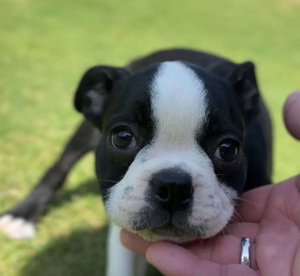 ボストンテリア【女の子】