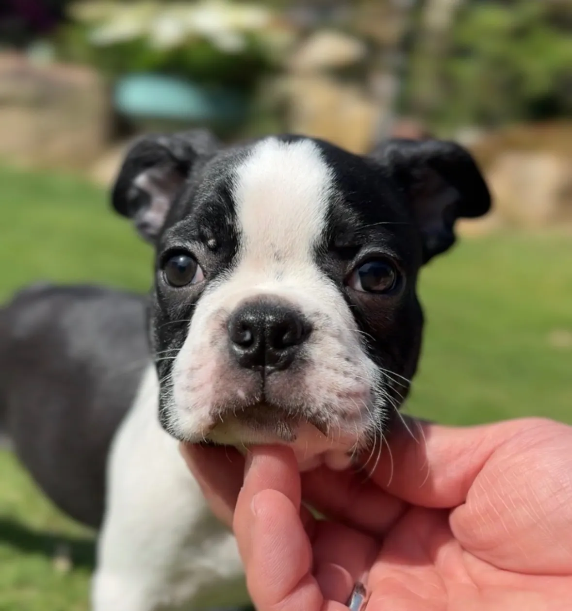 ボストンテリア【女の子】