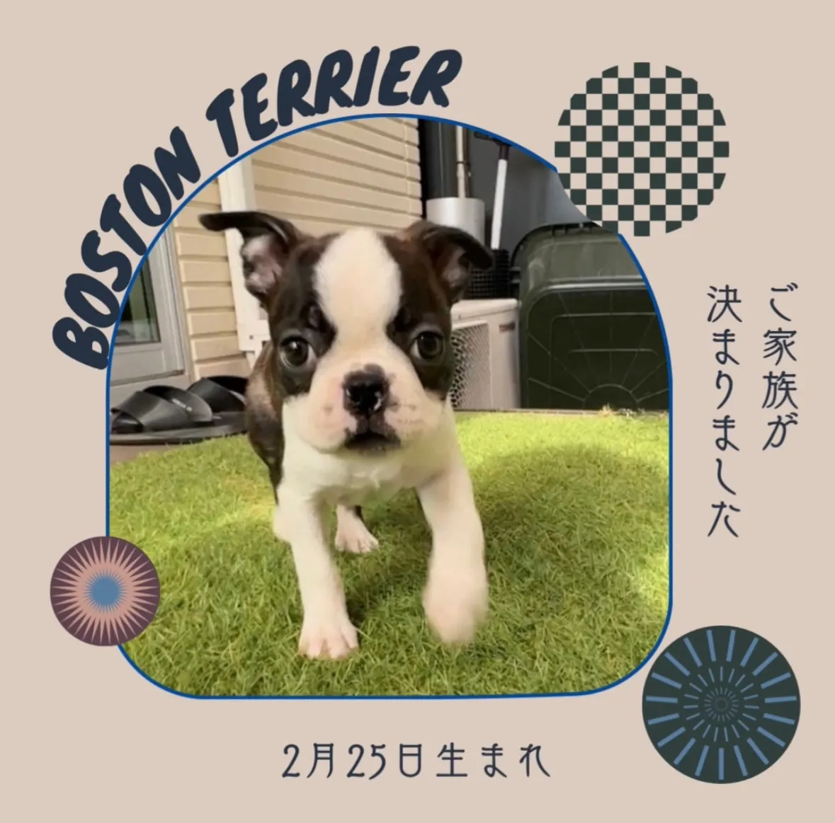 @boogie_doggy9944👈