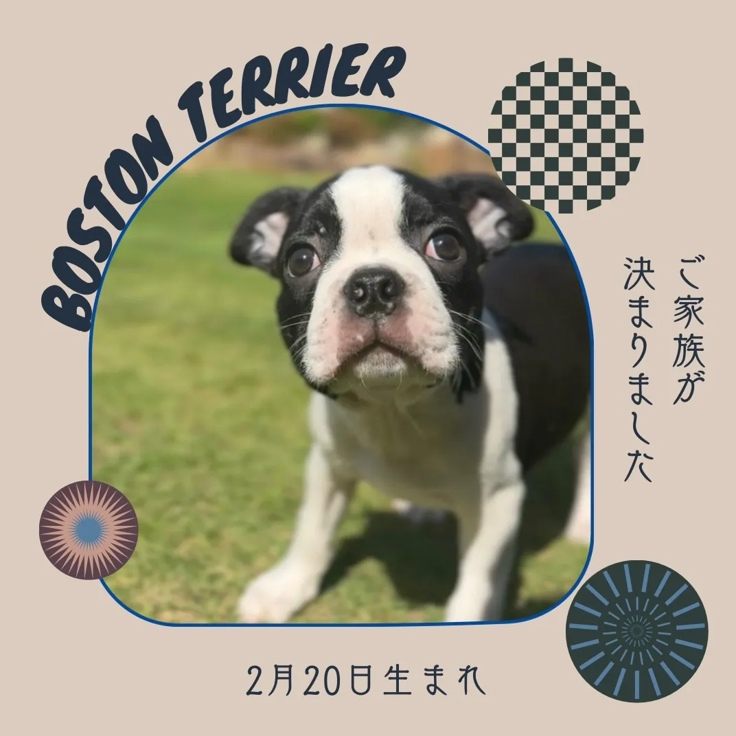 @boogie_doggy9944👈