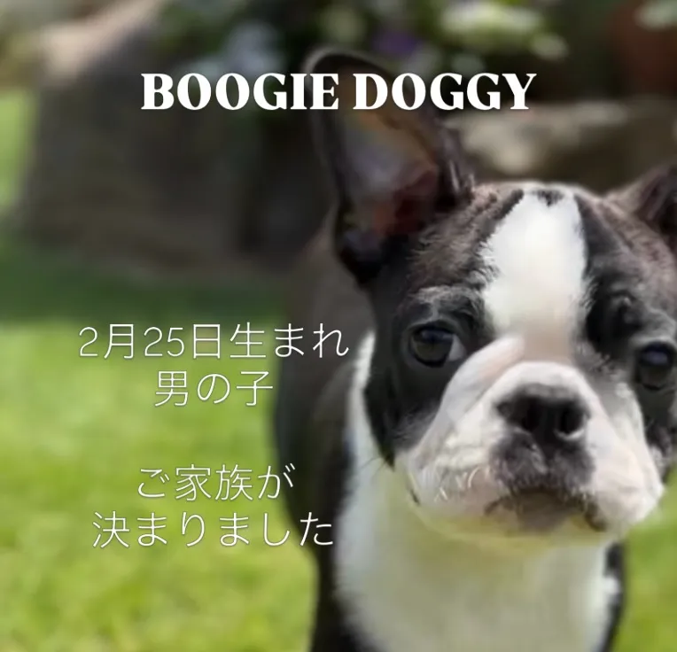 @boogie_doggy9944👈