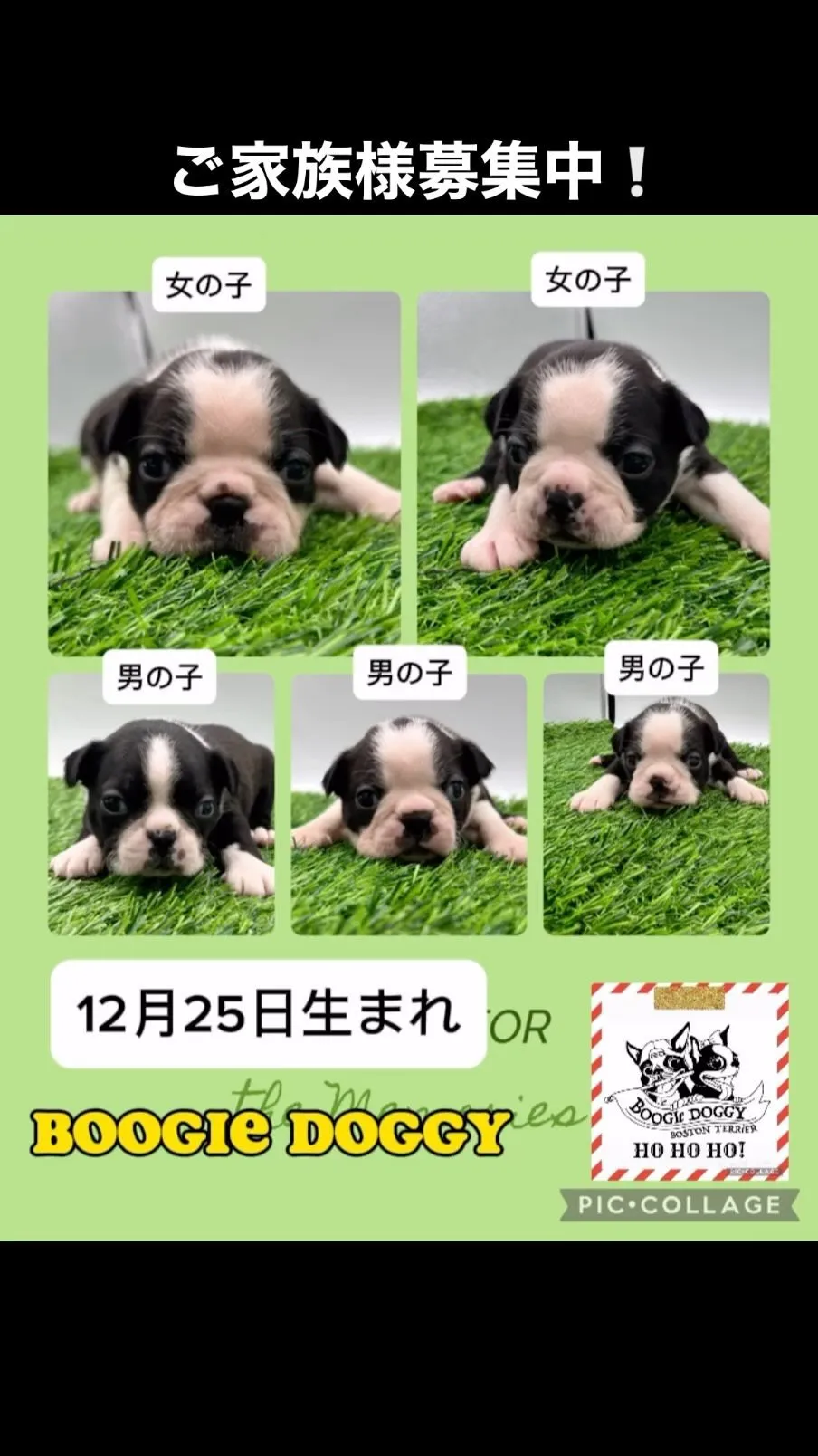 クリスマス生まれのボストンテリア子犬