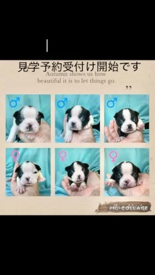 愛知県ブリーダー子犬紹介