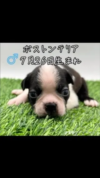 愛知県ブリーダー、ボストンテリア子犬紹介