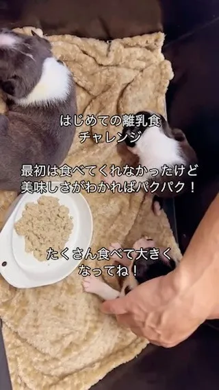 愛知県ブリーダー子犬の離乳食チャレンジ！