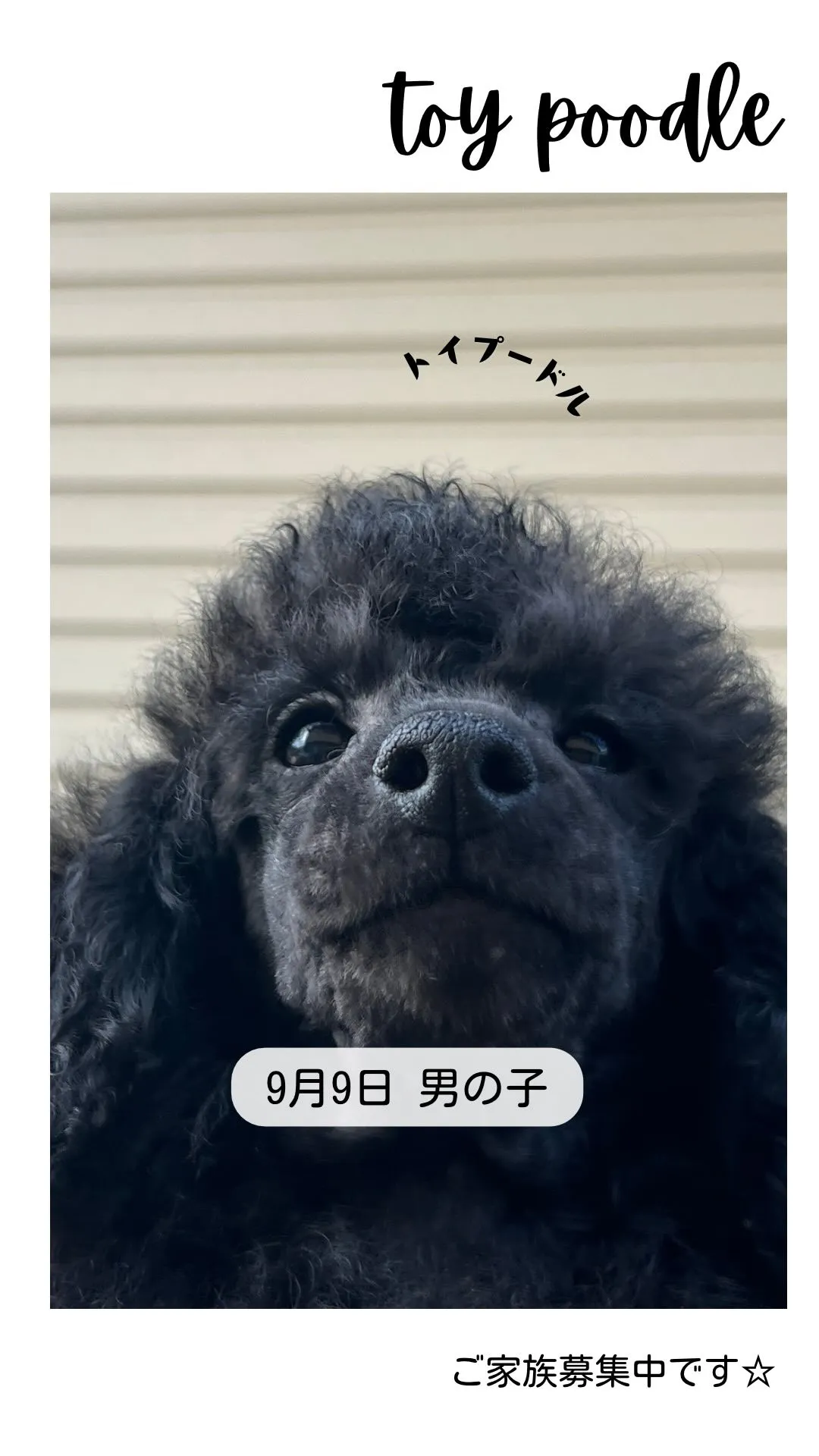 @boogie_doggy9944👈フォローして最新情報をG...