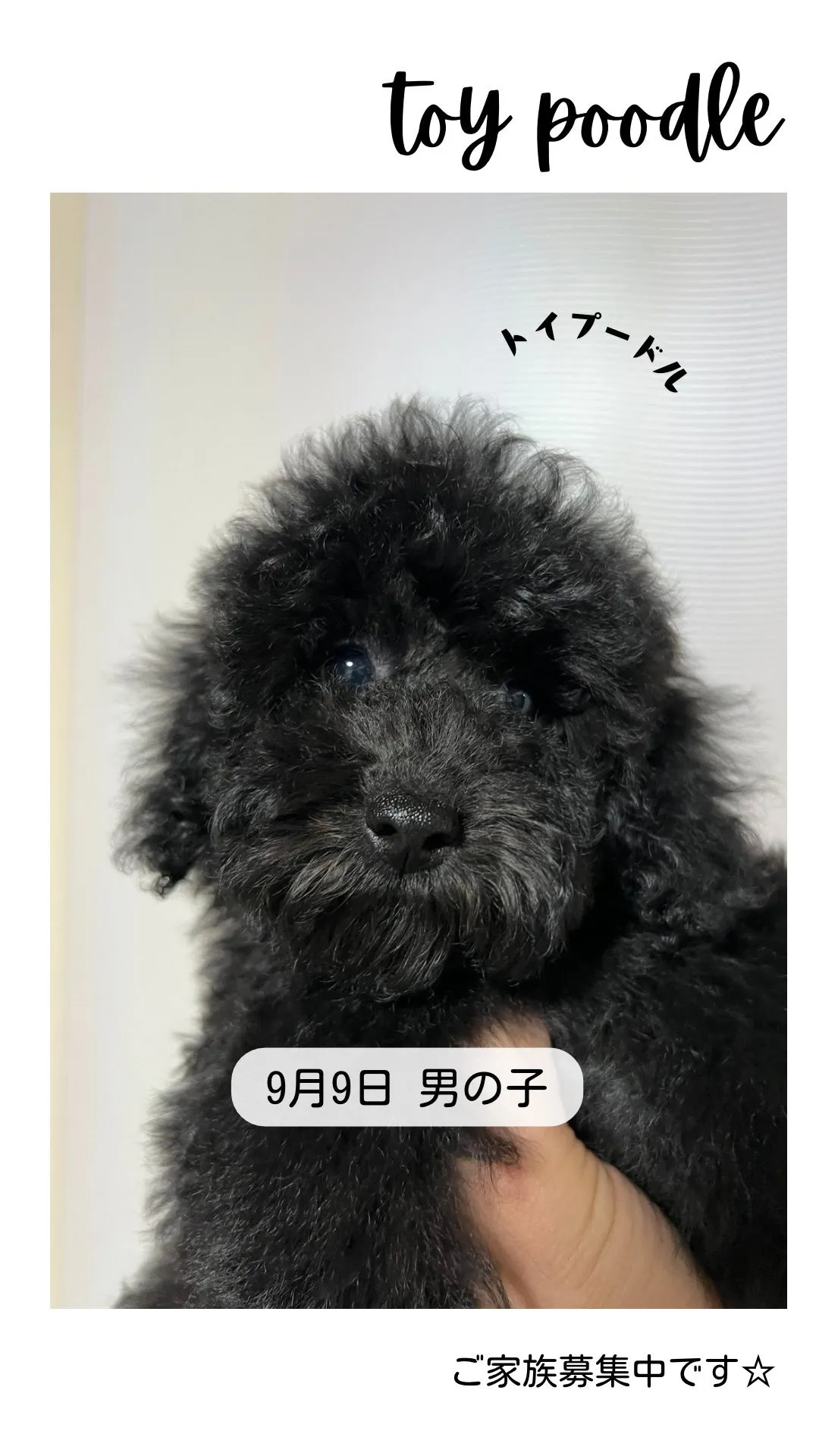 @boogie_doggy9944👈フォローして最新情報をG...