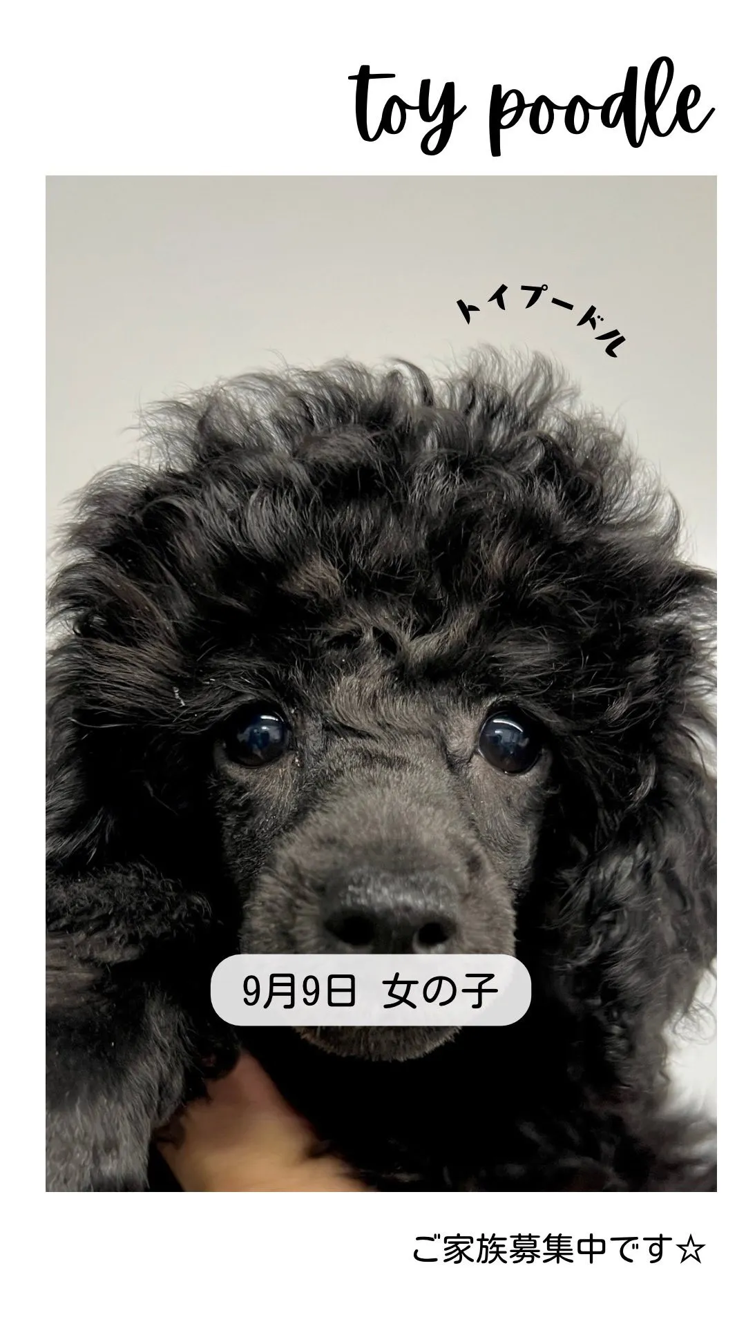 @boogie_doggy9944👈フォローして最新情報をG...