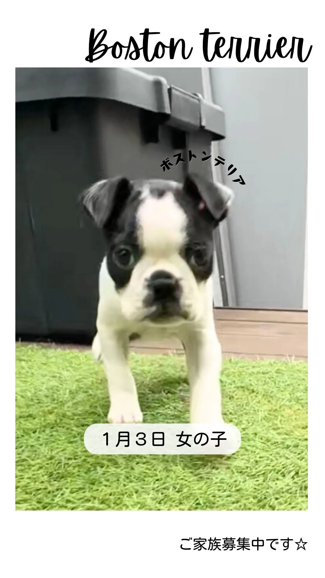 @boogie_doggy9944👈フォローして最新情報をG...