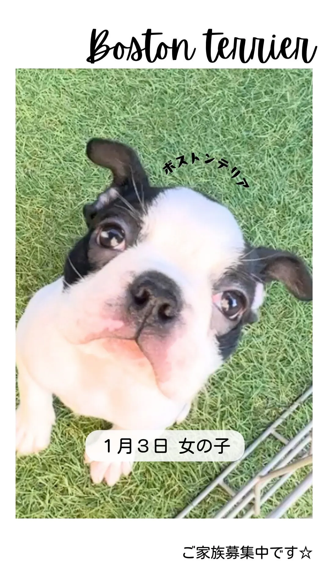 @boogie_doggy9944👈フォローして最新情報をG...