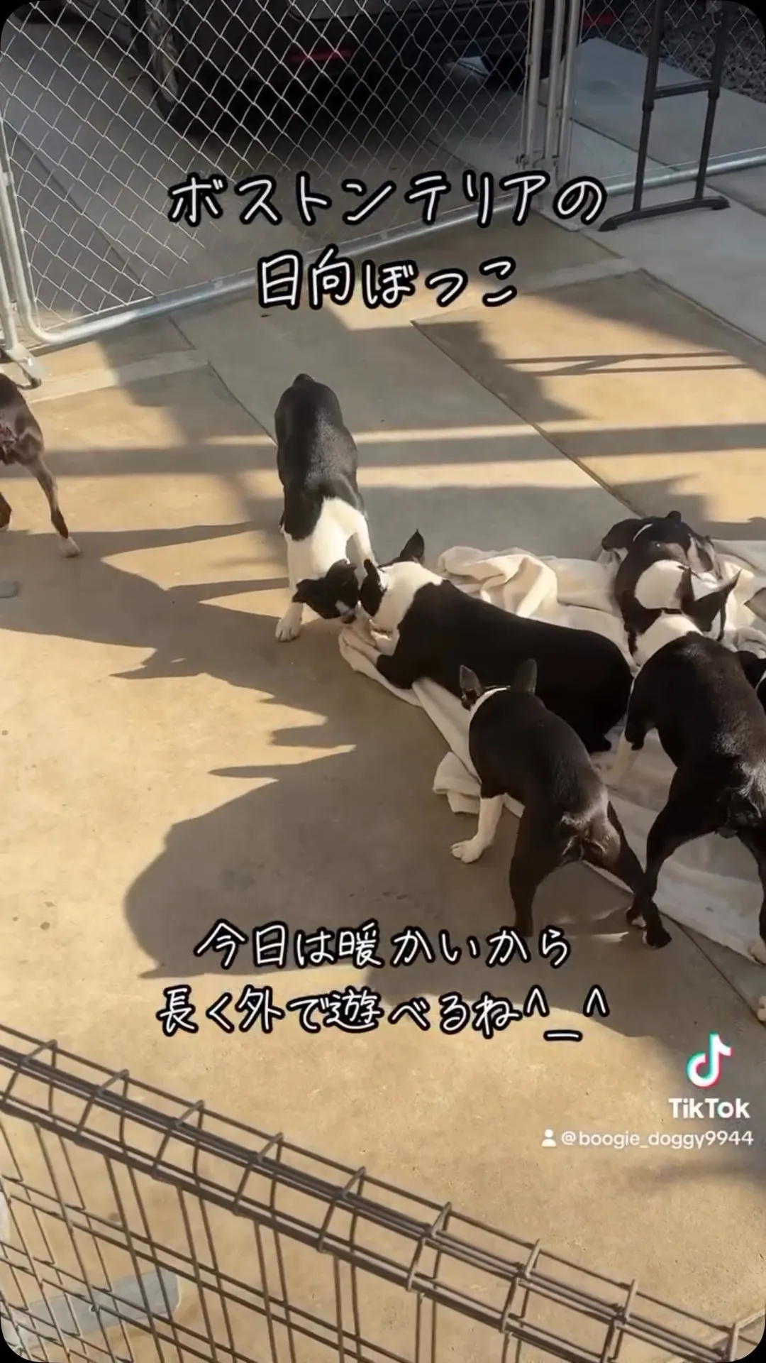 @boogie_doggy9944👈フォローして最新情報をG...