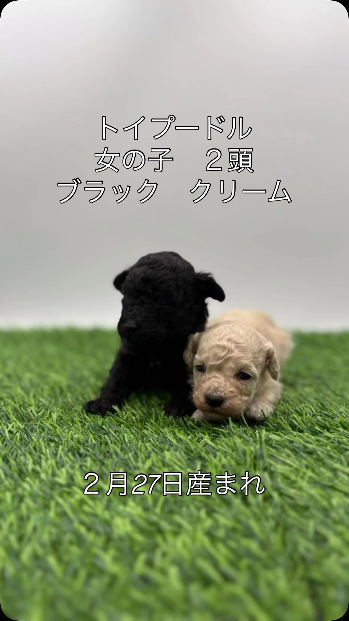 @boogie_doggy9944👈フォローして最新情報をG...