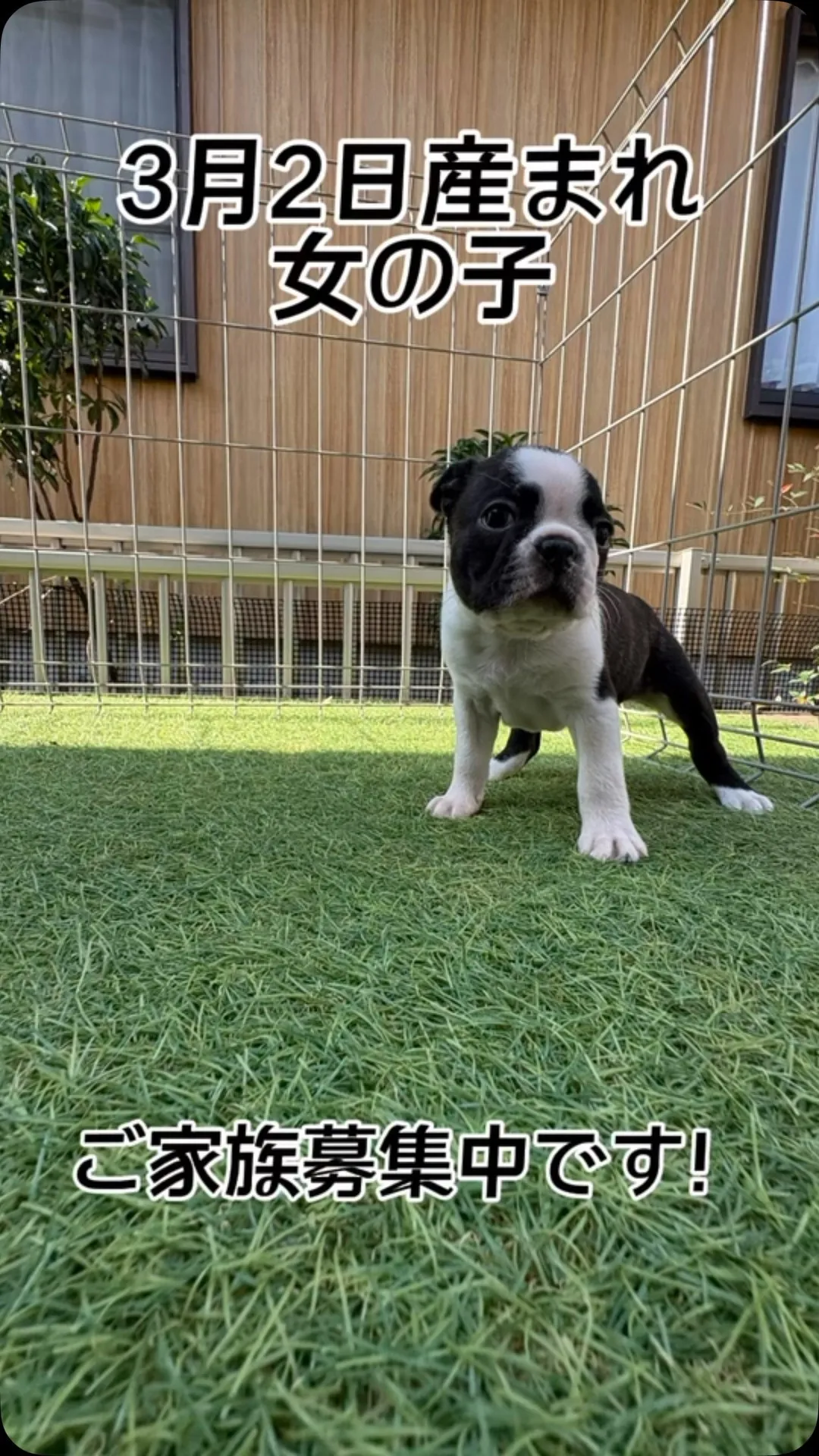 @boogie_doggy9944👈フォローして最新情報をG...