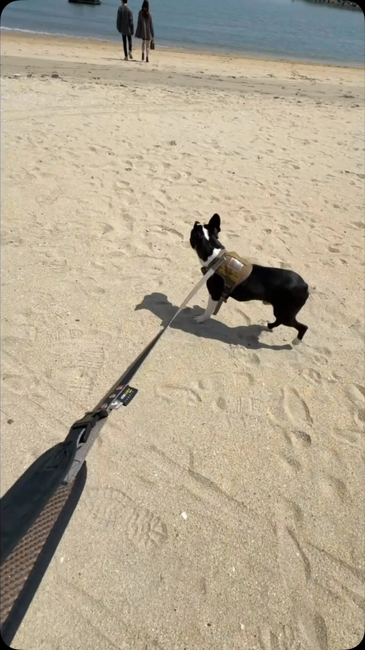 @boogie_doggy9944👈フォローして最新情報をG...