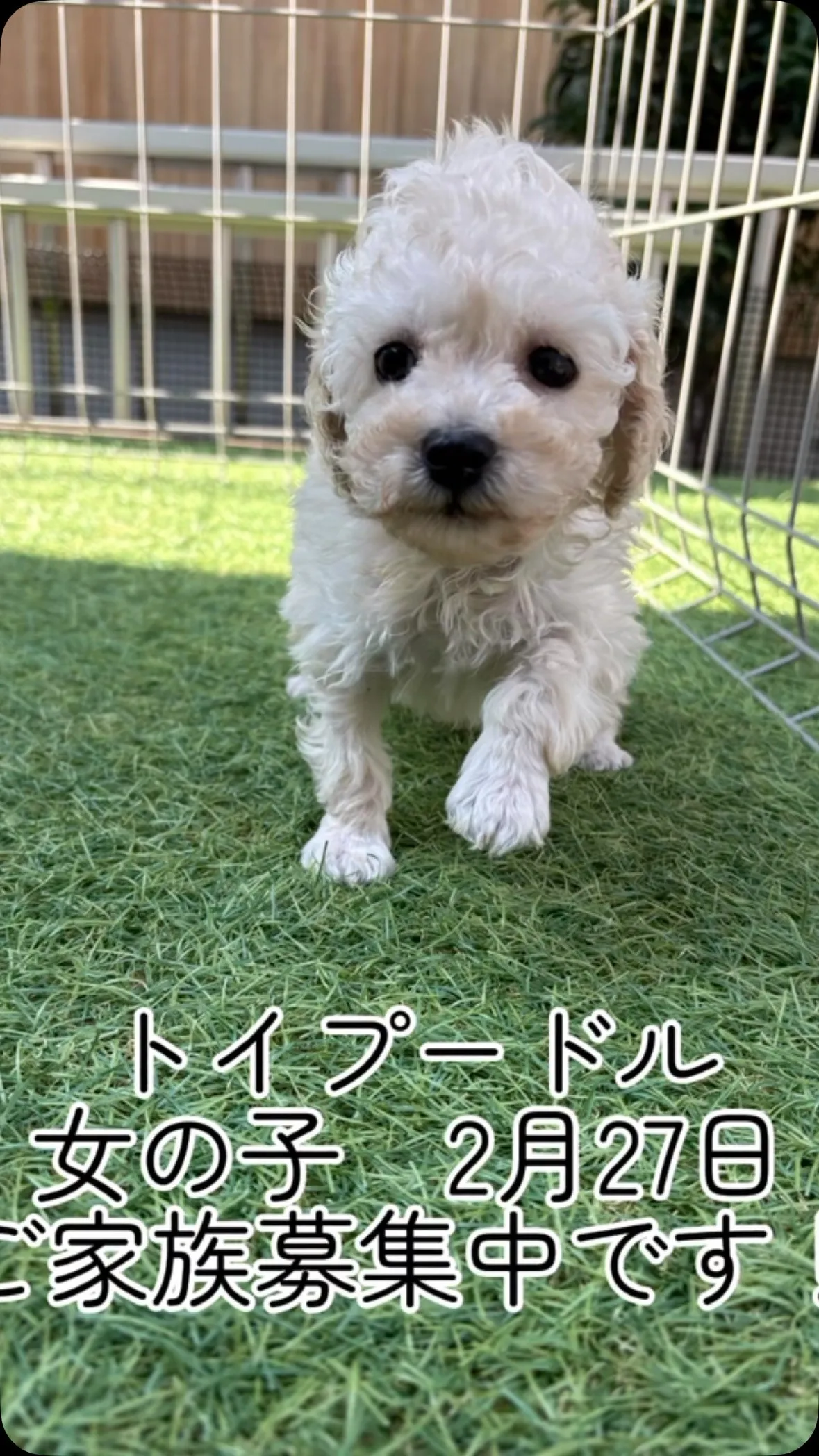 @boogie_doggy9944👈フォローして最新情報をG...