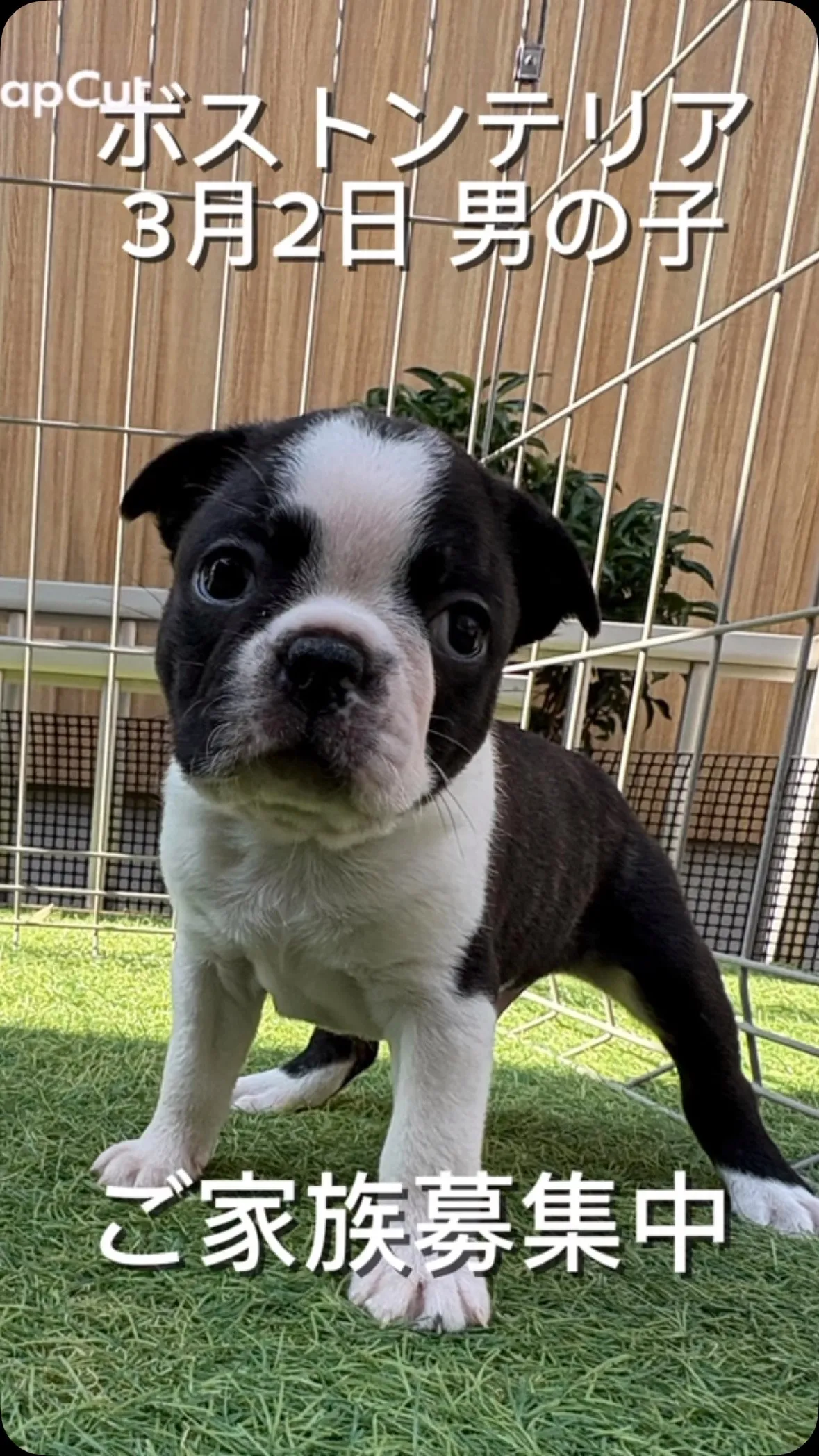 @boogie_doggy9944👈フォローして最新情報をG...