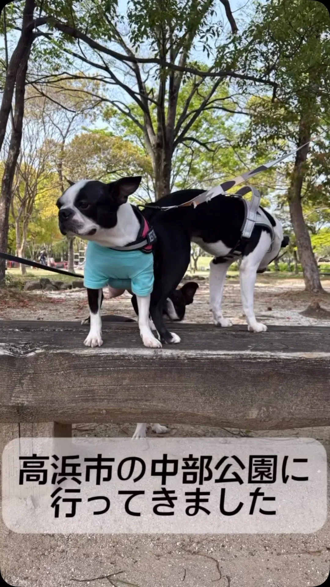 @boogie_doggy9944👈フォローして最新情報をG...