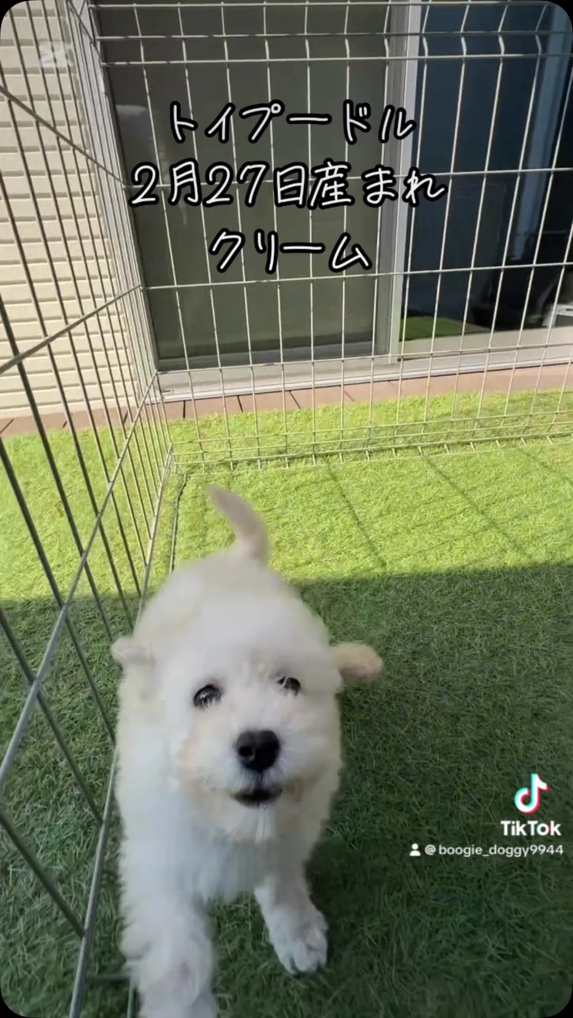 @boogie_doggy9944👈フォローして最新情報をG...