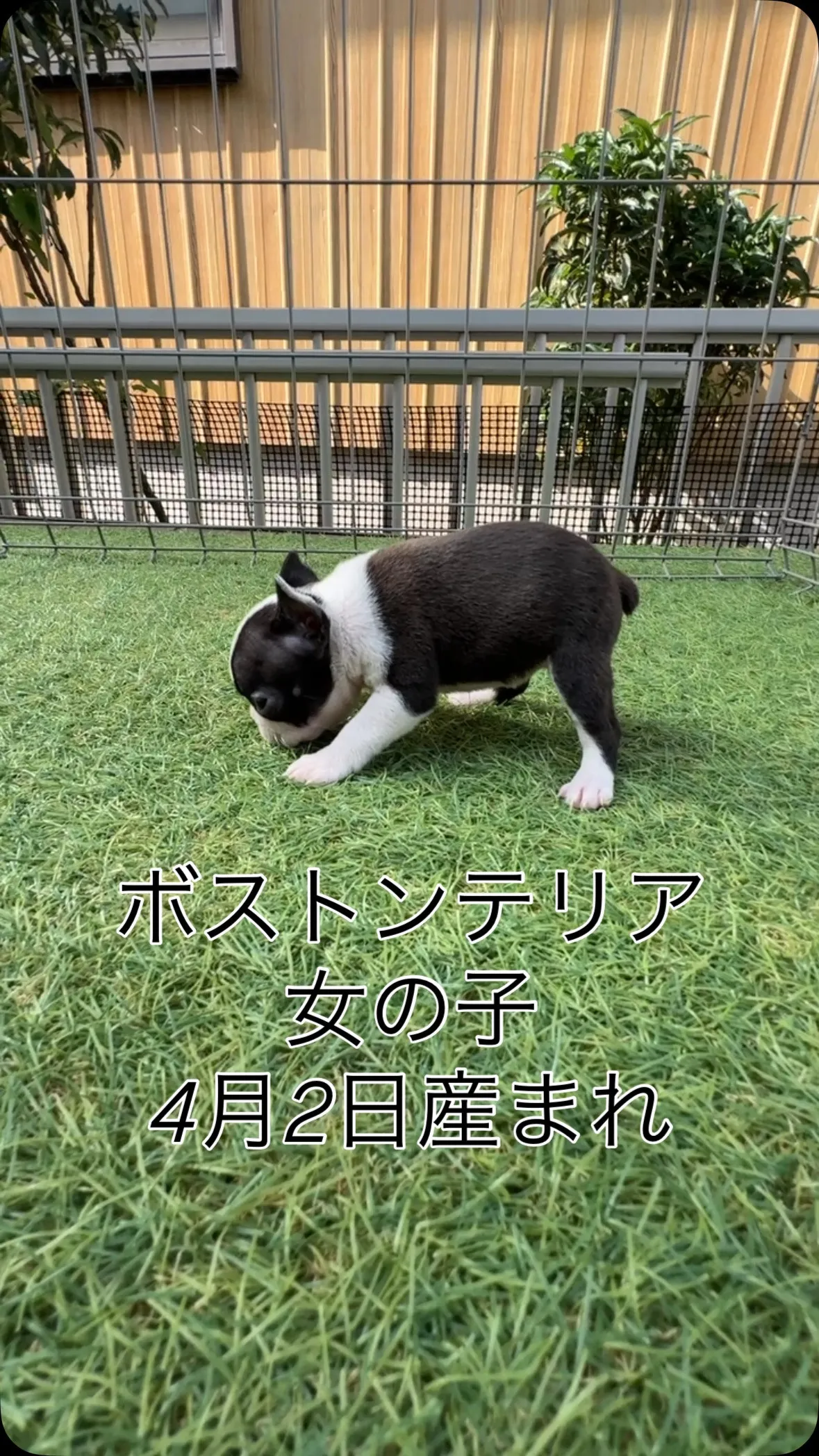 @boogie_doggy9944👈フォローして最新情報をG...