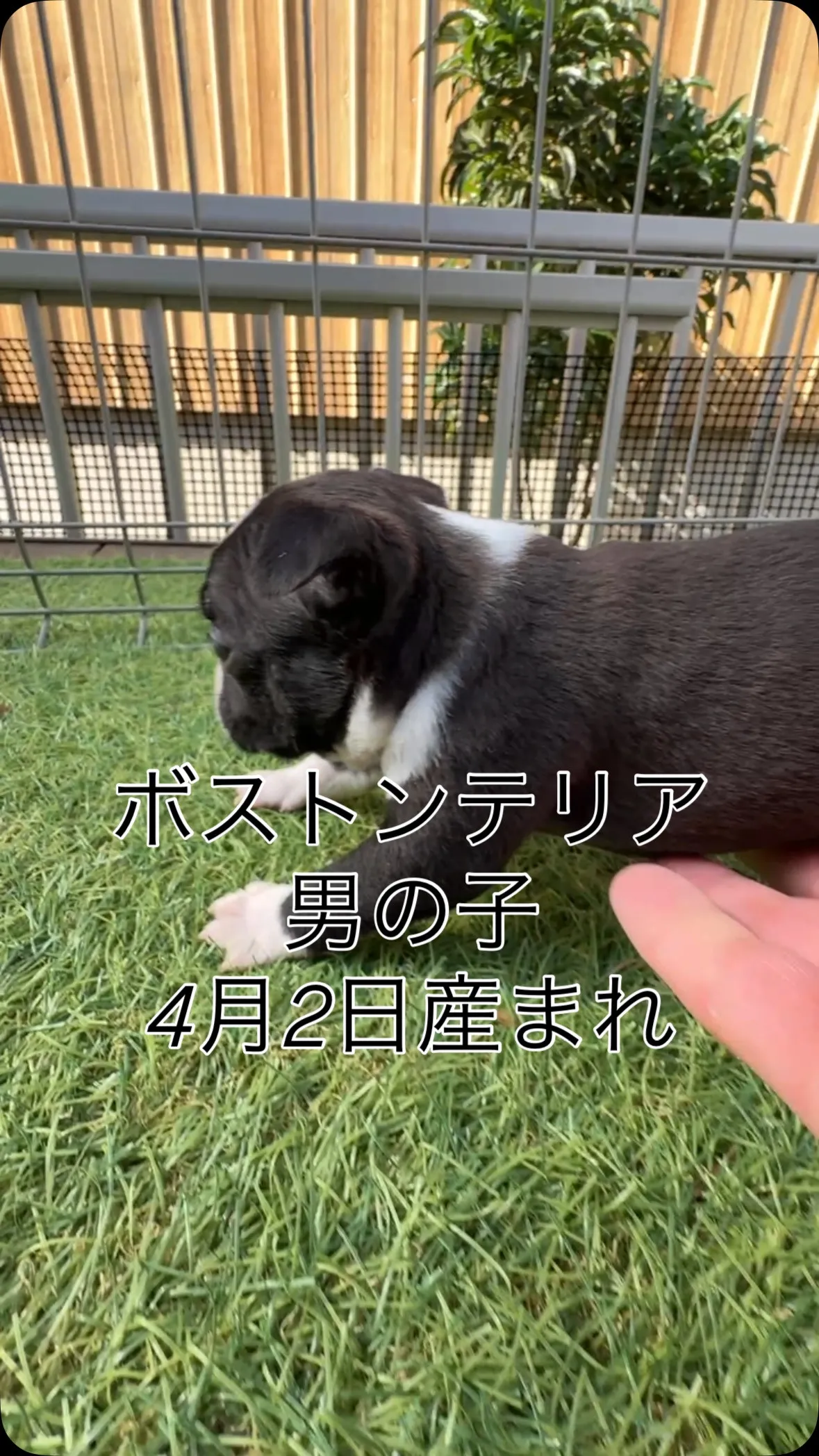 @boogie_doggy9944👈フォローして最新情報をG...