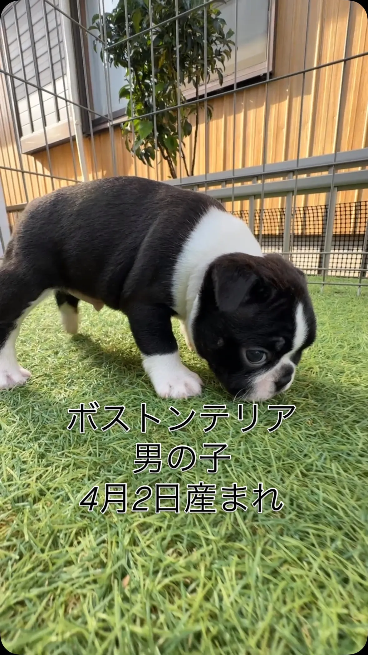 @boogie_doggy9944👈フォローして最新情報をG...