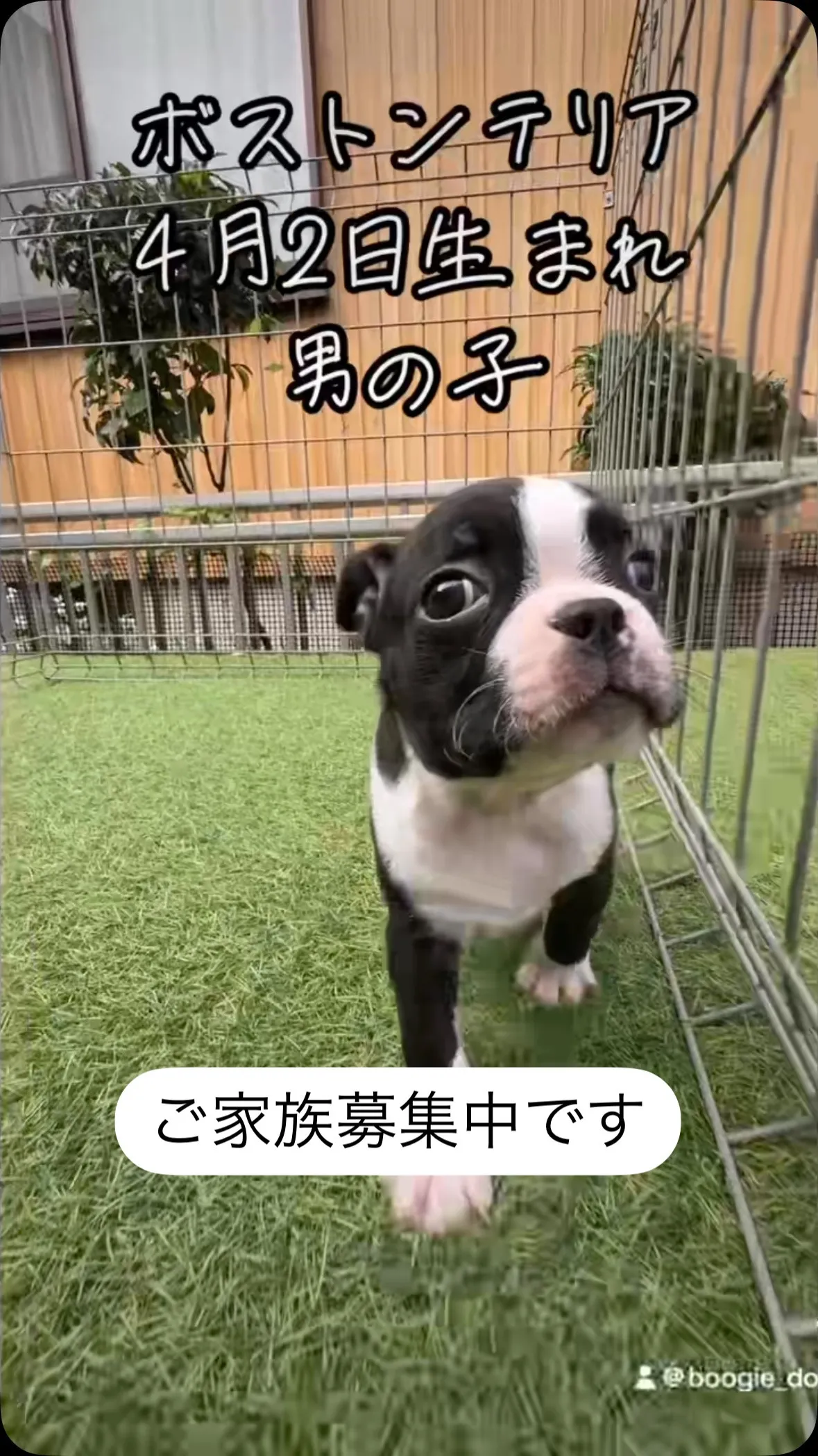 @boogie_doggy9944👈フォローして最新情報をG...