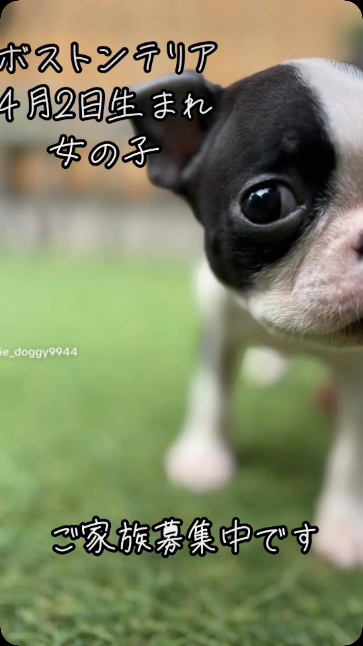 @boogie_doggy9944👈フォローして最新情報をG...