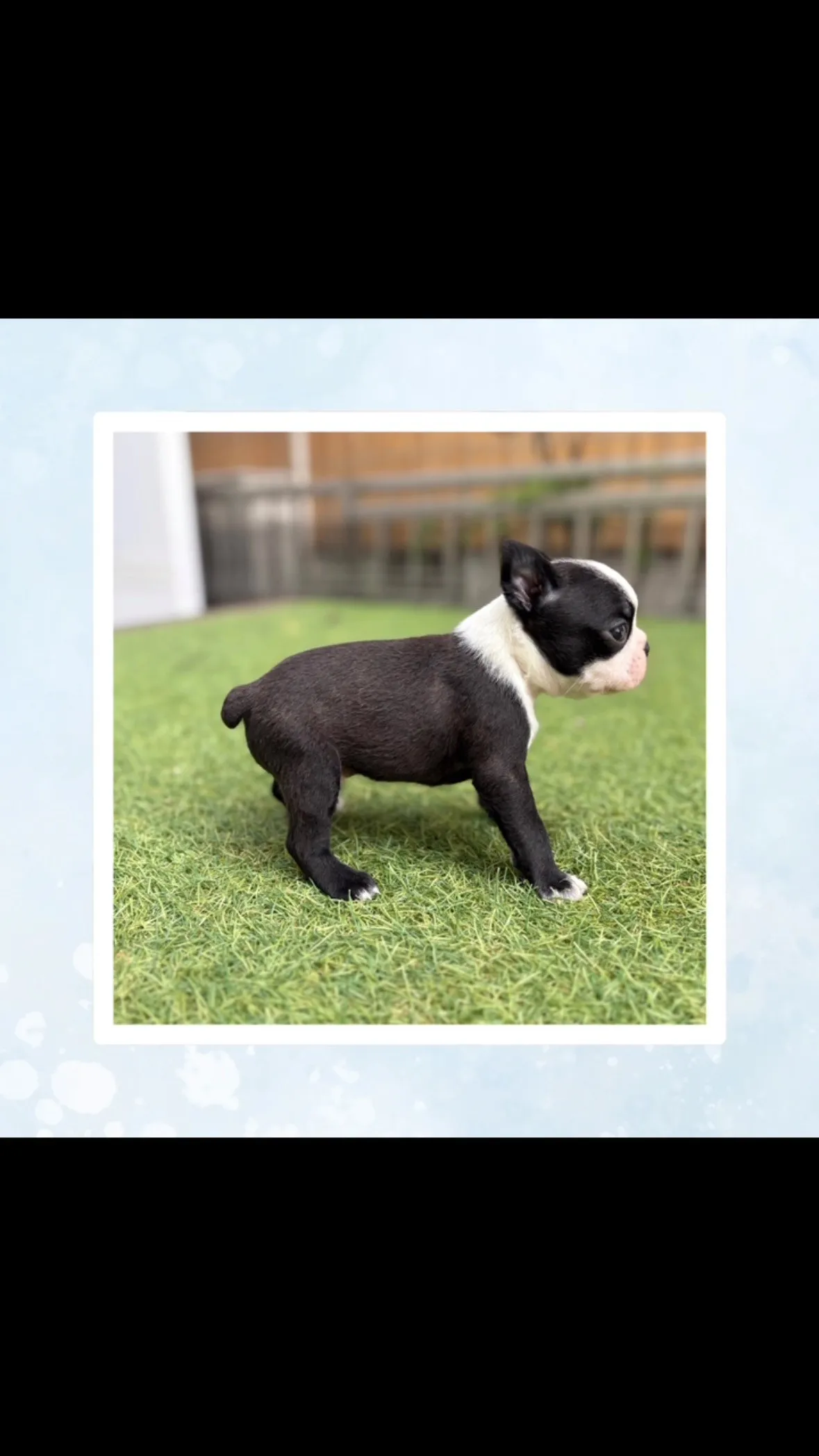 @boogie_doggy9944👈フォローして最新情報をG...