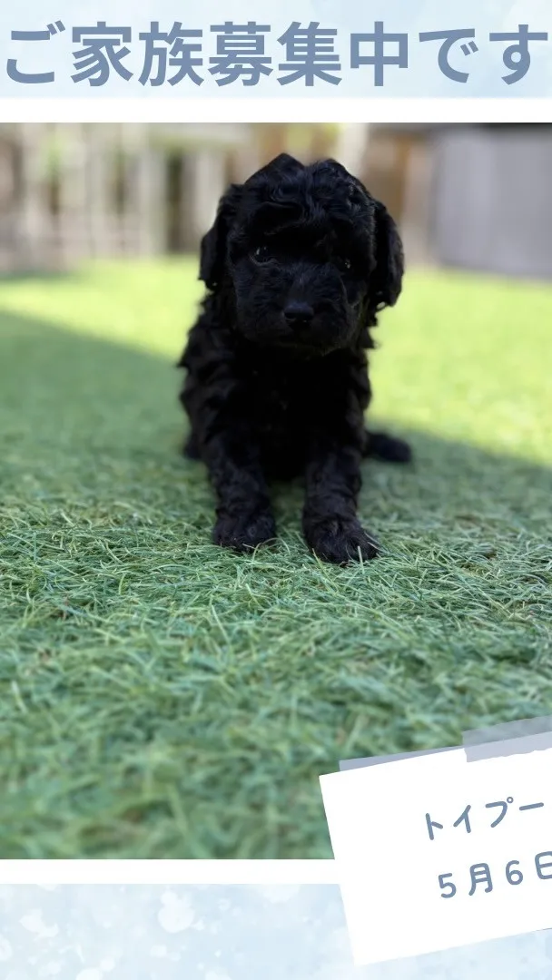 @boogie_doggy9944👈フォローして最新情報をG...