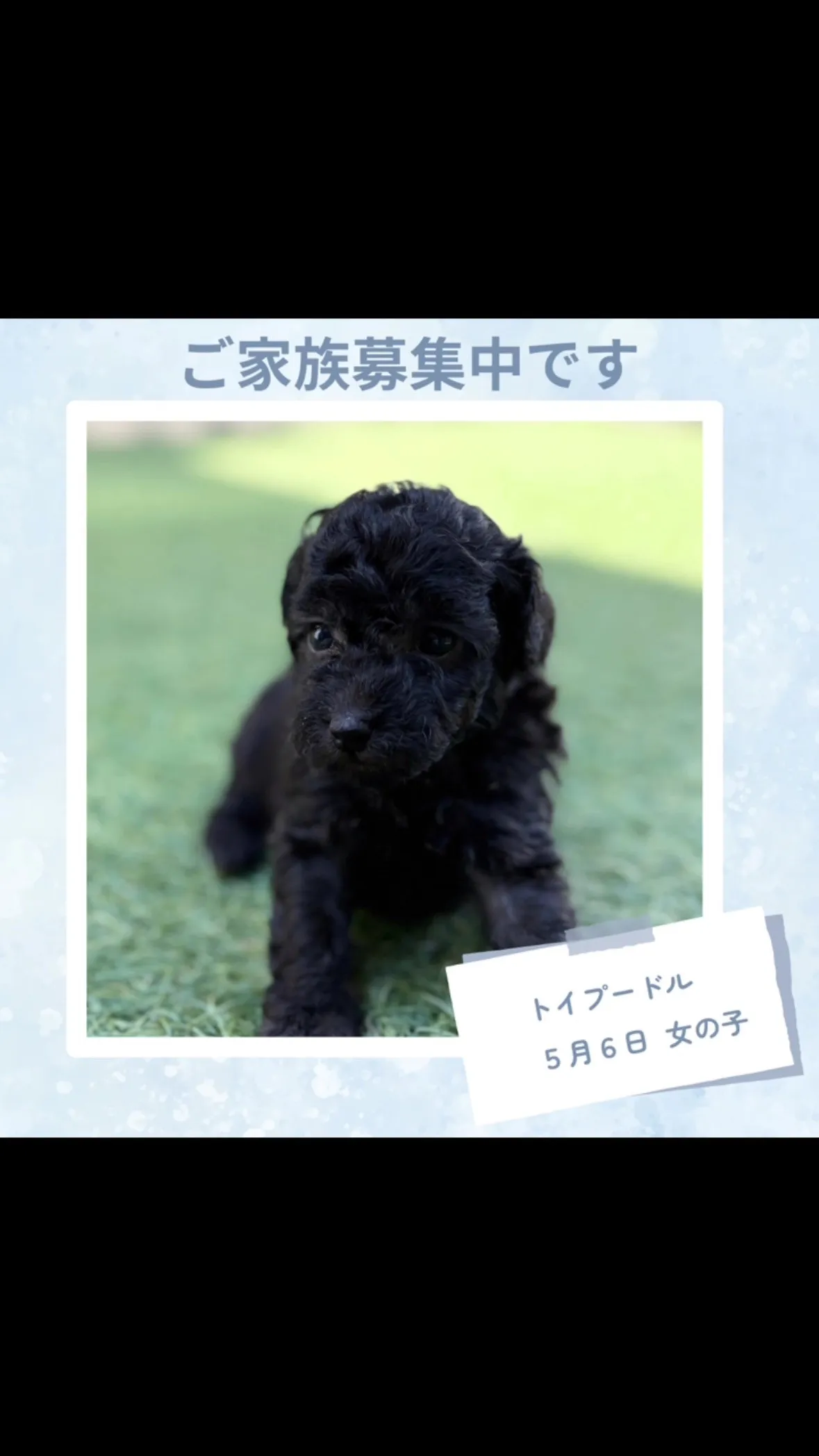 @boogie_doggy9944👈フォローして最新情報をG...