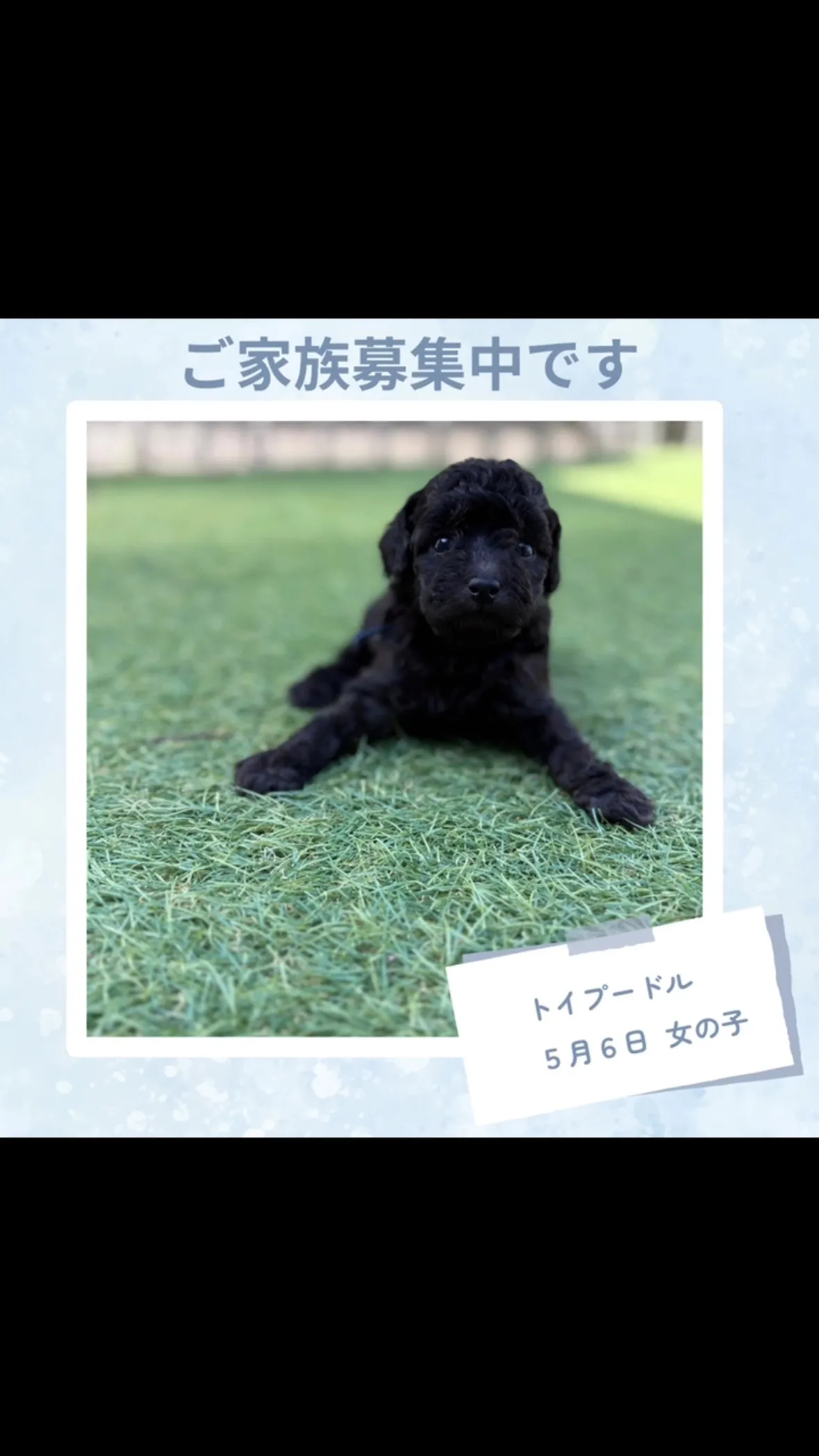 @boogie_doggy9944👈フォローして最新情報をG...