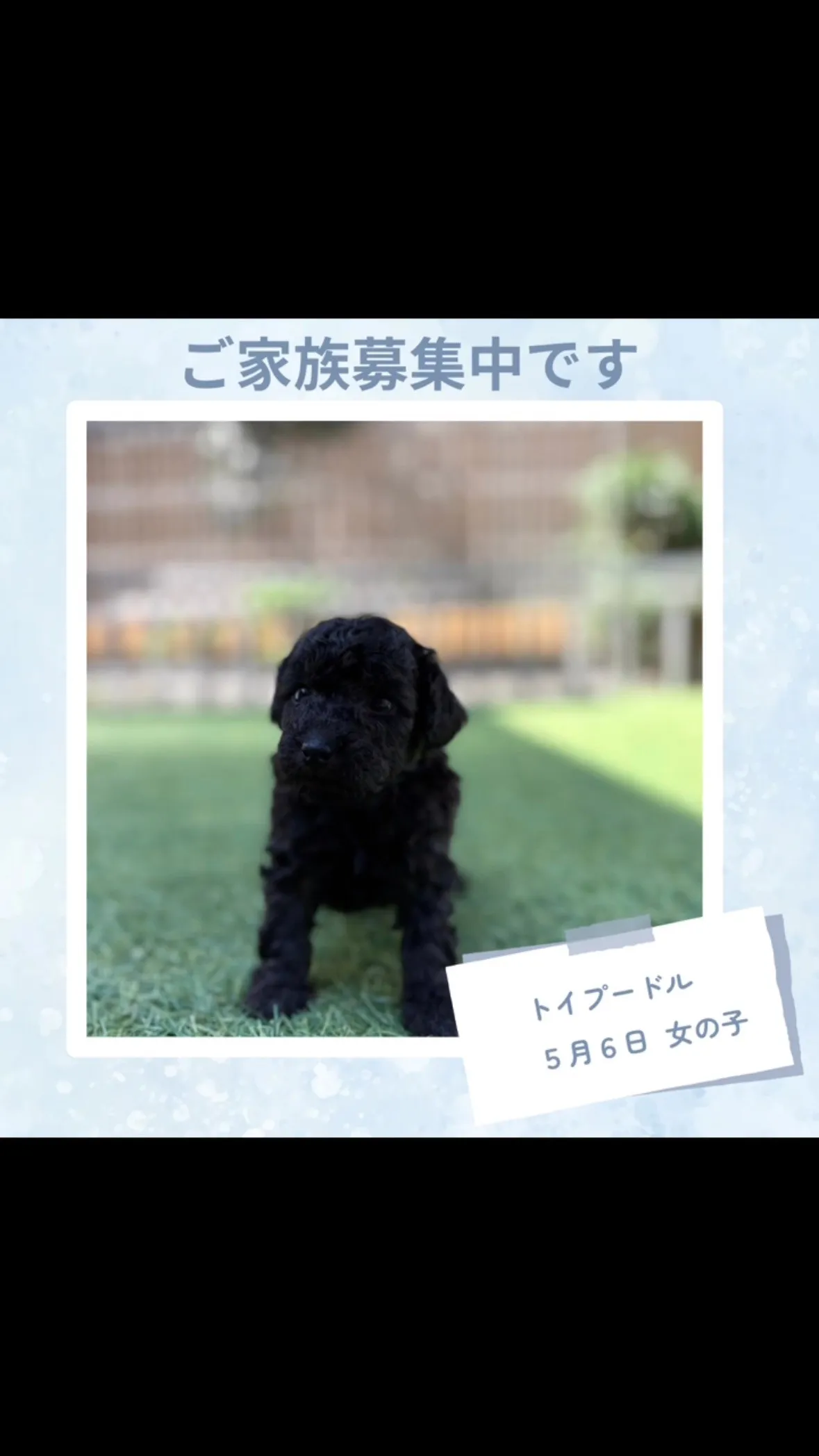 @boogie_doggy9944👈フォローして最新情報をG...