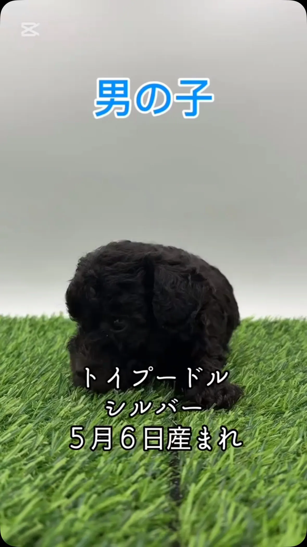 @boogie_doggy9944👈フォローして最新情報をG...