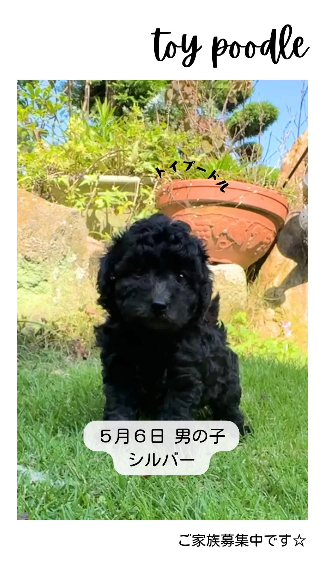 @boogie_doggy9944👈フォローして最新情報をG...