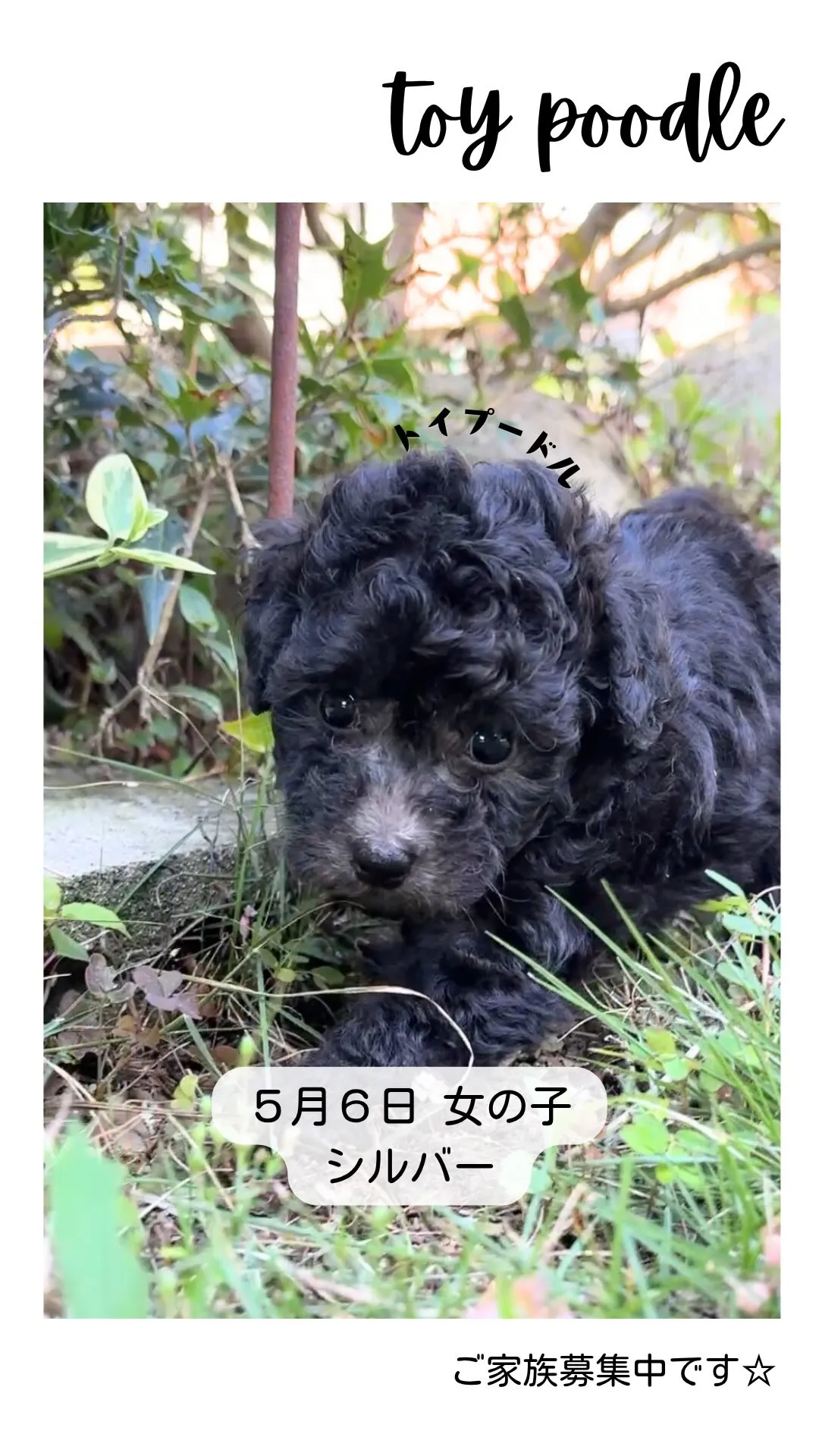 @boogie_doggy9944👈フォローして最新情報をG...